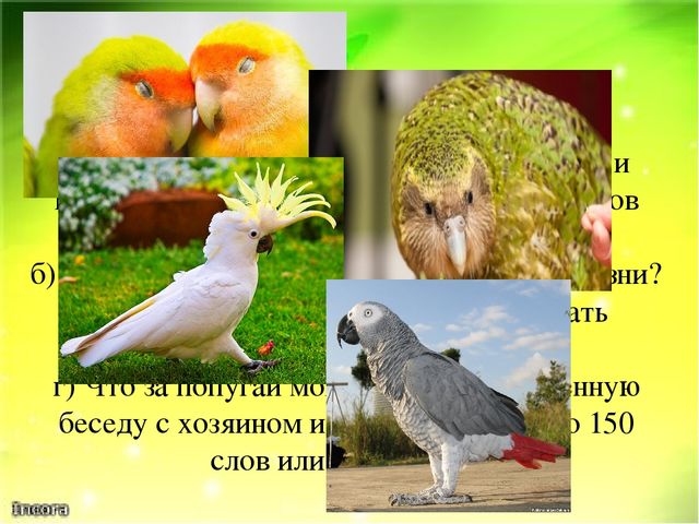 Викторина "Ах эти удивительные птицы" (Экзотические птицы-попугаи)
