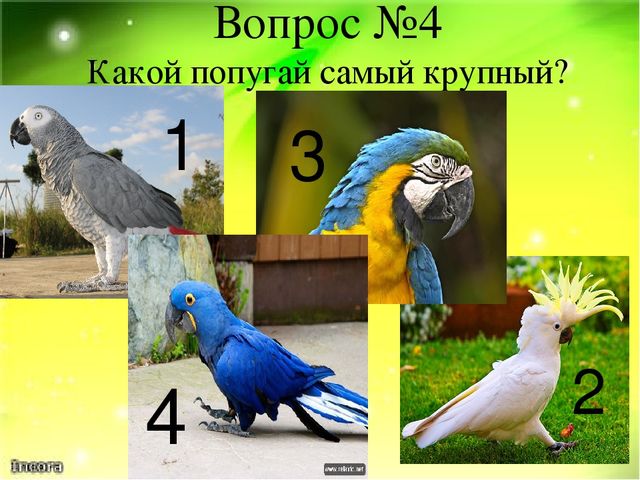 Викторина "Ах эти удивительные птицы" (Экзотические птицы-попугаи)
