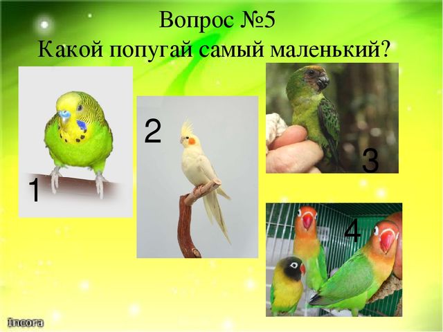 Викторина "Ах эти удивительные птицы" (Экзотические птицы-попугаи)