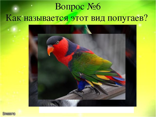 Викторина "Ах эти удивительные птицы" (Экзотические птицы-попугаи)