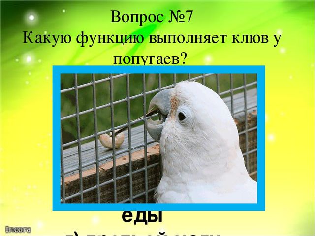 Викторина "Ах эти удивительные птицы" (Экзотические птицы-попугаи)