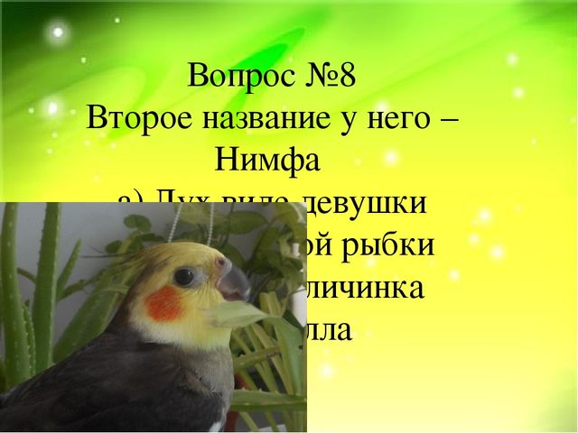Викторина "Ах эти удивительные птицы" (Экзотические птицы-попугаи)