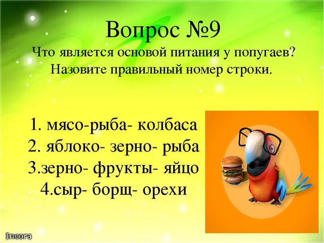 Викторина "Ах эти удивительные птицы" (Экзотические птицы-попугаи)