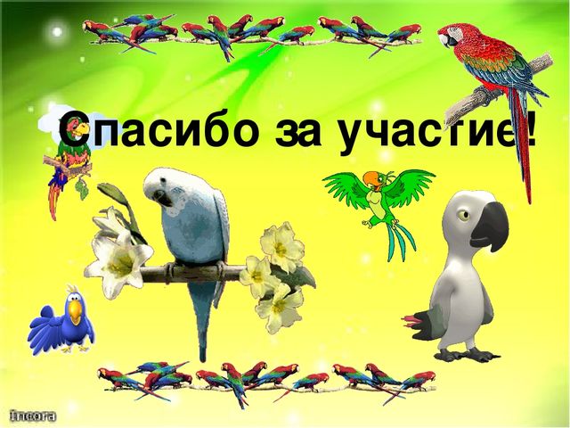 Птица благодарен. Спасибо за внимание попугай. Попугай спасибо. Спасибо за внимание с попугайчиком. Спасибо за внимание птицы.