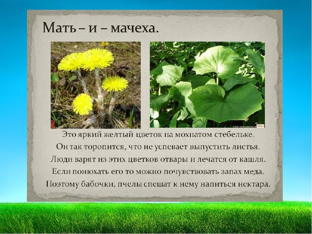 Презентация по познавательному развитию "Первоцветы"