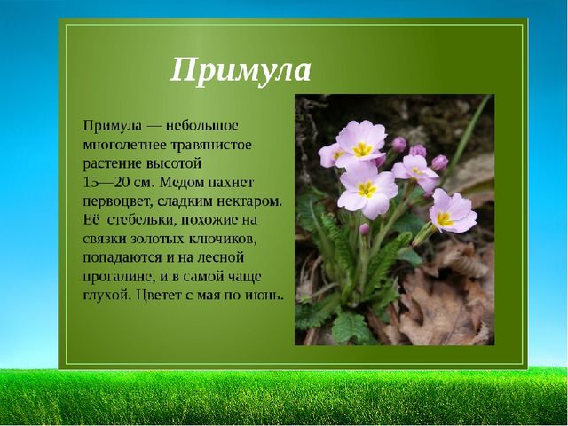 Презентация по познавательному развитию "Первоцветы"