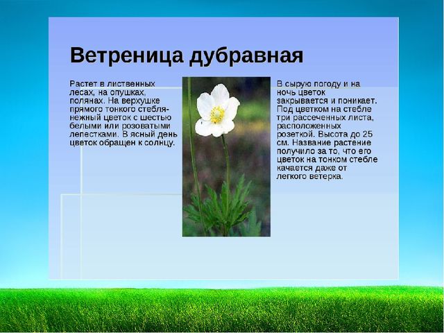 Презентация по познавательному развитию "Первоцветы"