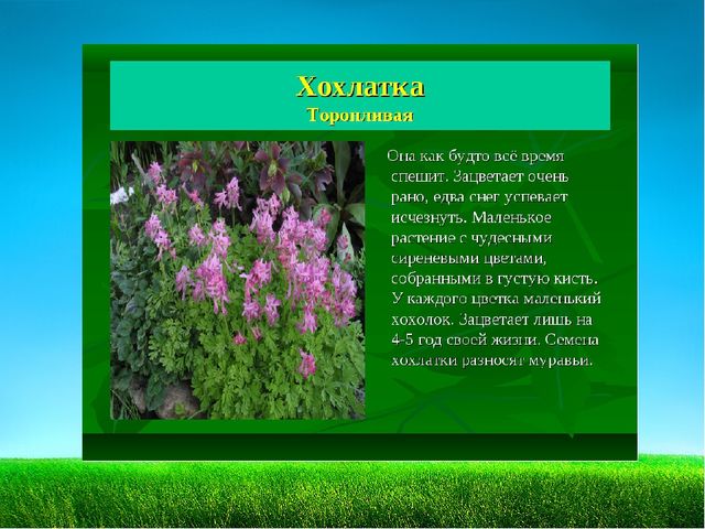 Презентация по познавательному развитию "Первоцветы"