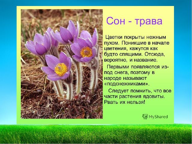 Презентация по познавательному развитию "Первоцветы"