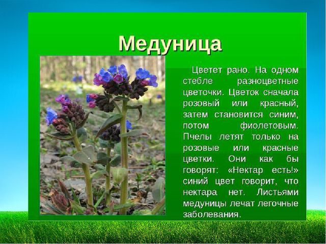 Презентация по познавательному развитию "Первоцветы"