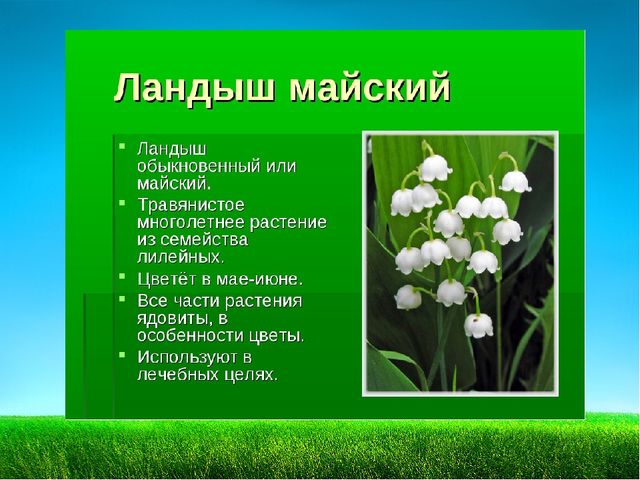 Презентация по познавательному развитию "Первоцветы"