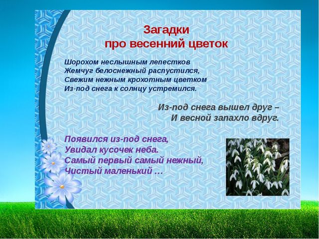 Презентация по познавательному развитию "Первоцветы"