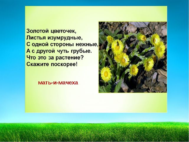 Презентация по познавательному развитию "Первоцветы"