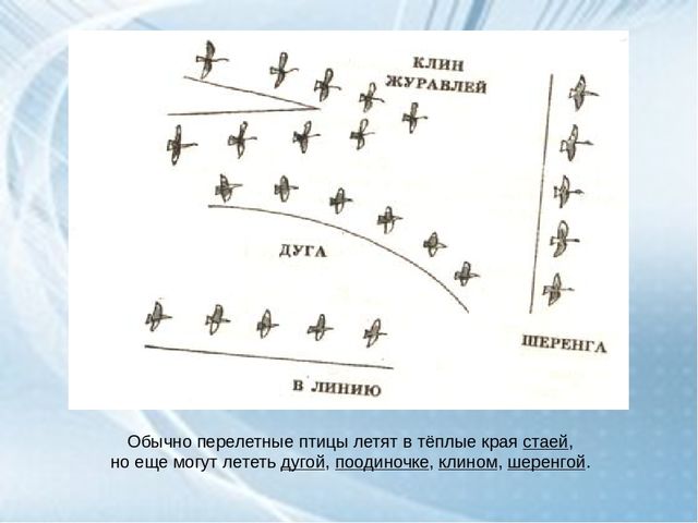 Журавлиный клин рисунок 1 класс окружающий мир