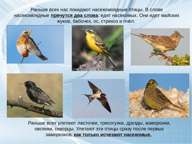 ООД средней группе ДОУ "Перелетные птицы осенью"