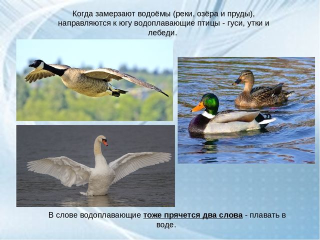 ООД средней группе ДОУ "Перелетные птицы осенью"
