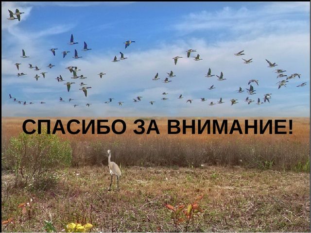 ООД средней группе ДОУ "Перелетные птицы осенью"