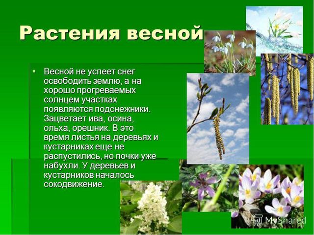Презентация по дошкольному образованию на тему "Весна-красна"