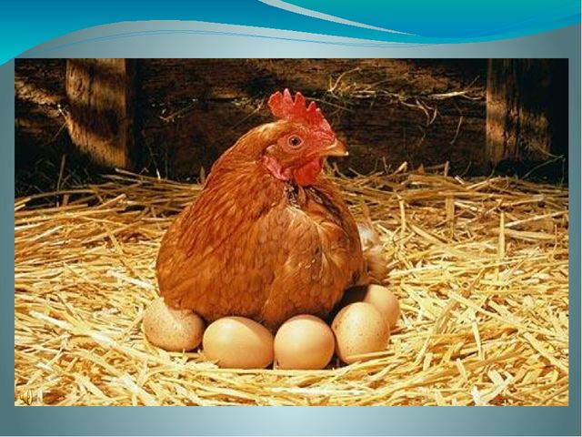 Презентация для дошкольников 3-7 лет "Звуки птиц"