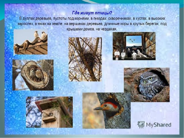 Презентация для детей 3-7 лет "Кто это?"