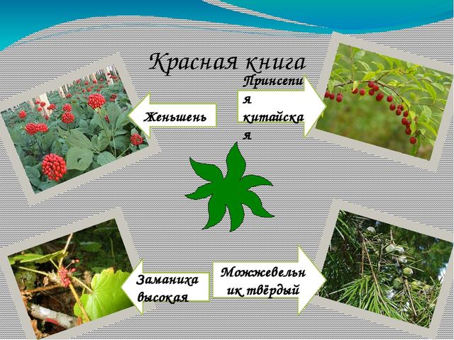 Презентация по окружающему миру на тему "Уссурийский заповедник""