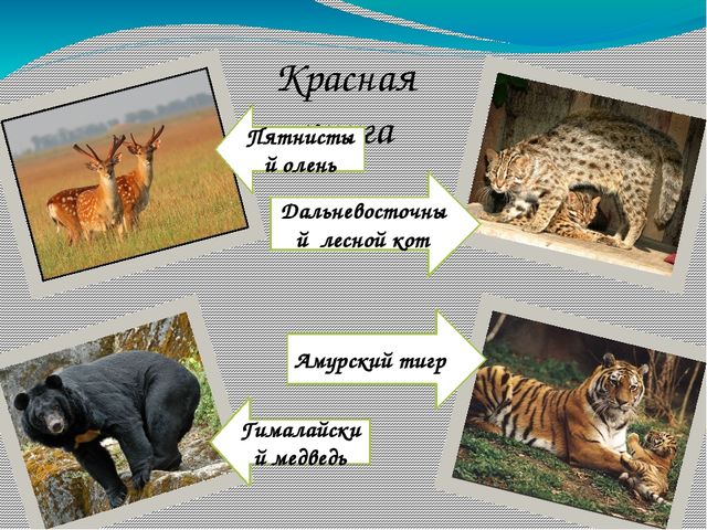 Презентация по окружающему миру на тему "Уссурийский заповедник""