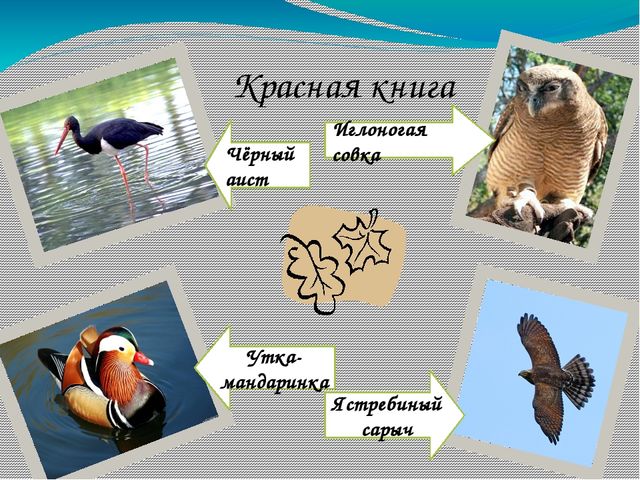 Презентация по окружающему миру на тему "Уссурийский заповедник""