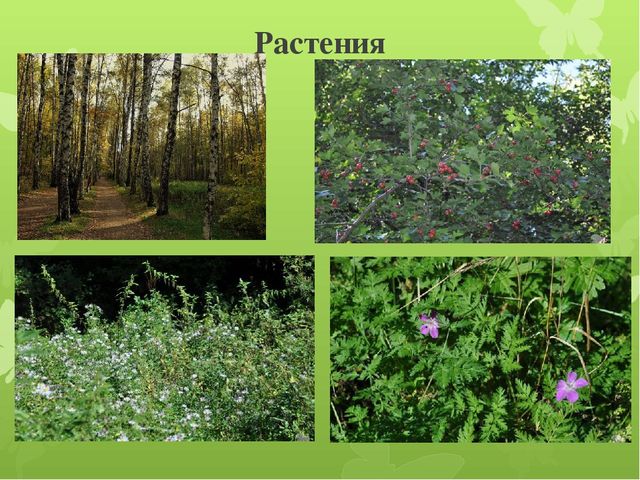 Презентация по окружающему миру на тему "Национальный парк: Лосиный остров""