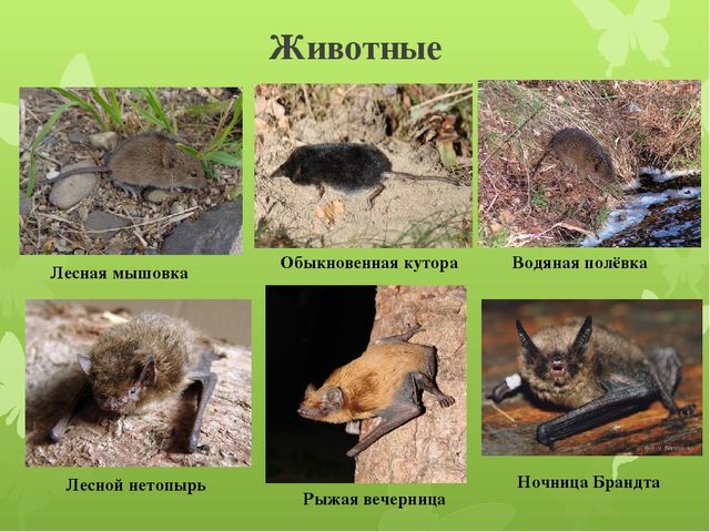 Презентация по окружающему миру на тему "Национальный парк: Лосиный остров""