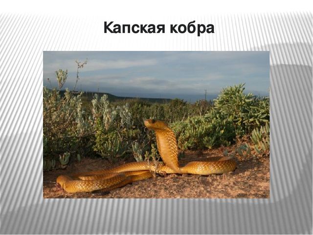 Презентация по окружающему миру на тему "Самые опасные животные Африки"