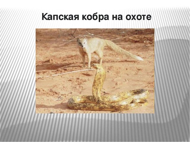 Презентация по окружающему миру на тему "Самые опасные животные Африки"