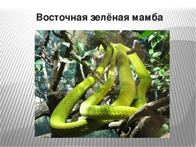 Презентация по окружающему миру на тему "Самые опасные животные Африки"
