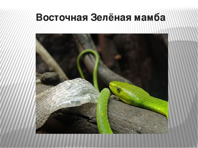 Презентация по окружающему миру на тему "Самые опасные животные Африки"