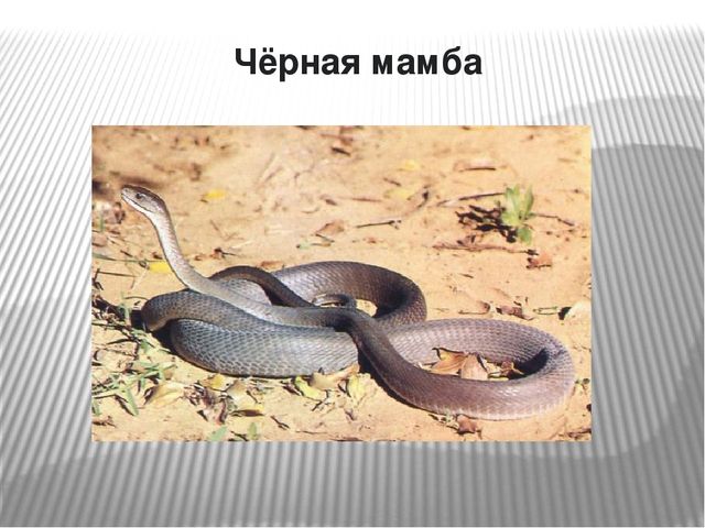 Презентация по окружающему миру на тему "Самые опасные животные Африки"