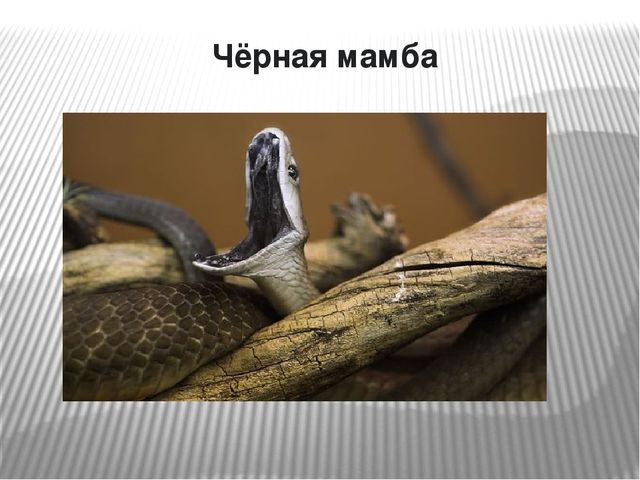 Презентация по окружающему миру на тему "Самые опасные животные Африки"