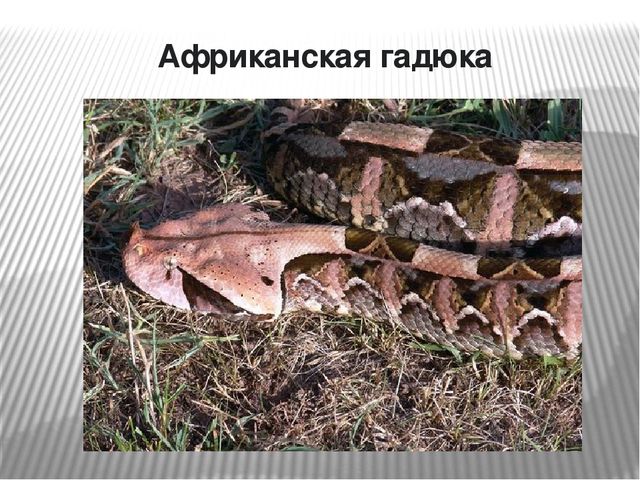 Презентация по окружающему миру на тему "Самые опасные животные Африки"