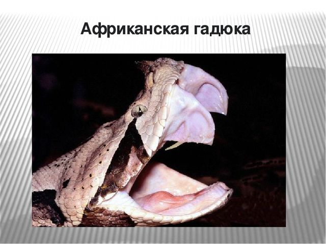 Презентация по окружающему миру на тему "Самые опасные животные Африки"