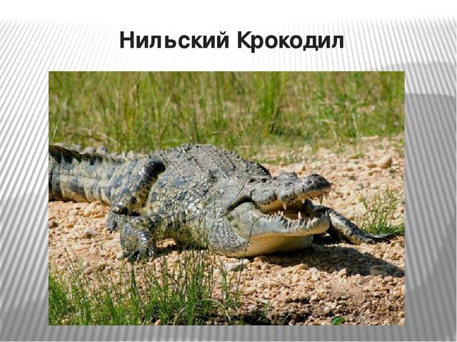 Презентация по окружающему миру на тему "Самые опасные животные Африки"