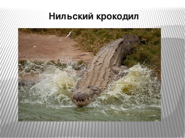 Презентация по окружающему миру на тему "Самые опасные животные Африки"