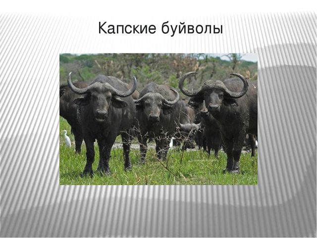Презентация по окружающему миру на тему "Самые опасные животные Африки"