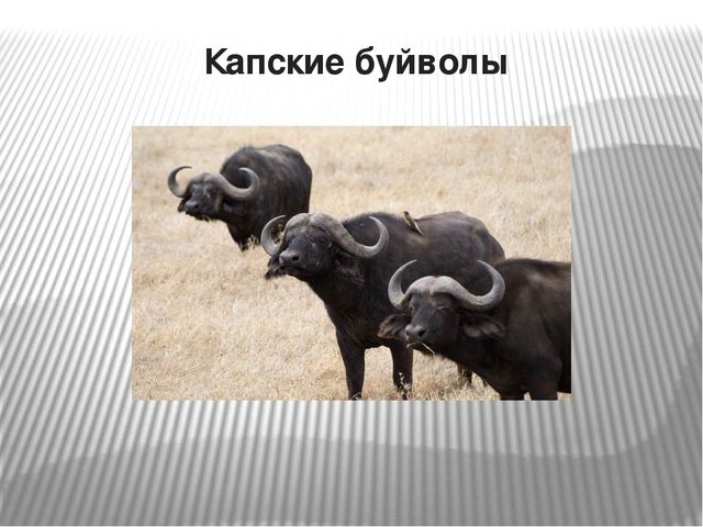 Презентация по окружающему миру на тему "Самые опасные животные Африки"