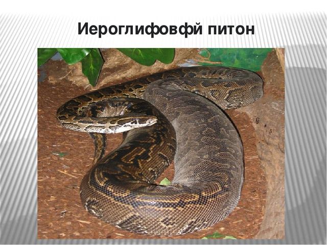 Презентация по окружающему миру на тему "Самые опасные животные Африки"