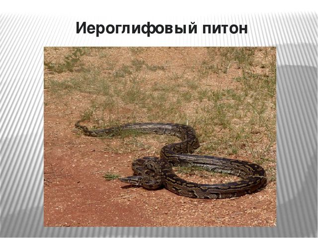 Презентация по окружающему миру на тему "Самые опасные животные Африки"