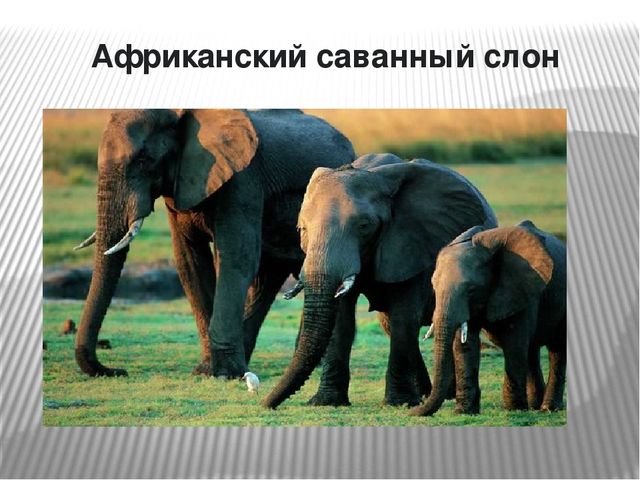 Презентация по окружающему миру на тему "Самые опасные животные Африки"