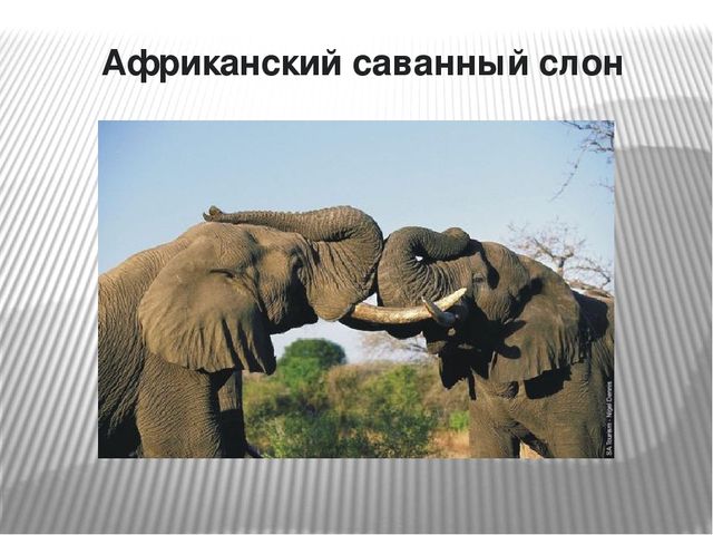 Презентация по окружающему миру на тему "Самые опасные животные Африки"