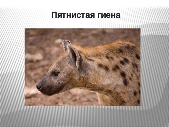 Презентация по окружающему миру на тему "Самые опасные животные Африки"