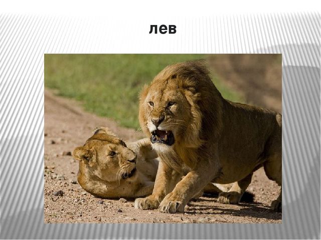 Презентация по окружающему миру на тему "Самые опасные животные Африки"