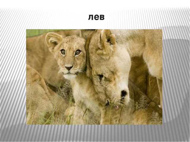 Презентация по окружающему миру на тему "Самые опасные животные Африки"