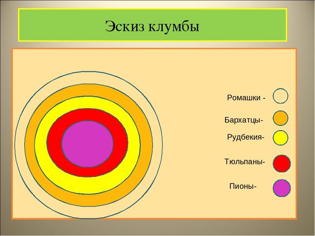 Чудеса на клумбе презентация