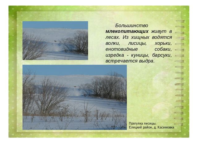 Проект воспитателя МБДОУ д/с №27 г. Ельца по теме: "Животные Липецкой области